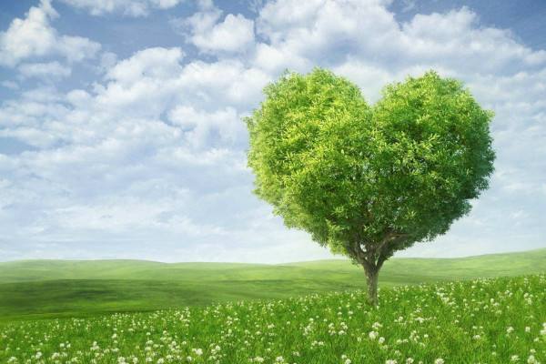 古树保护机构分享春季植物如何养护