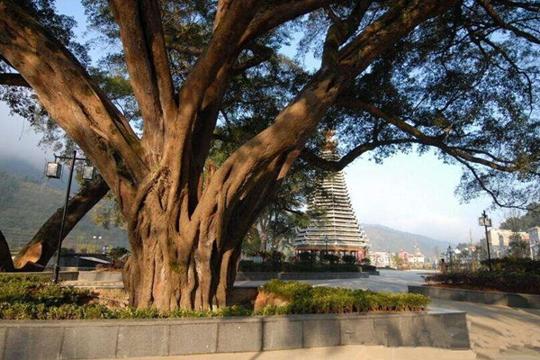 飘之绿:不同长势的古树复壮方案 飘之绿:不同长势的古树复壮方案