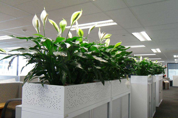古树园林医生：办公室植物摆放技巧