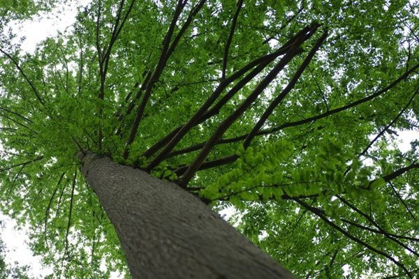 古树保护措施：树木扩冠的方法有哪些