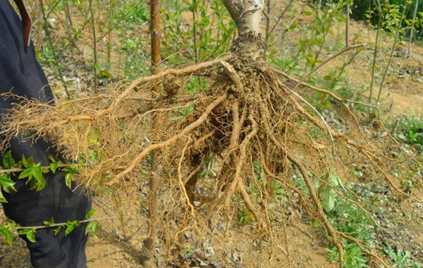 植物保护专家：园林植物常见的根部病害