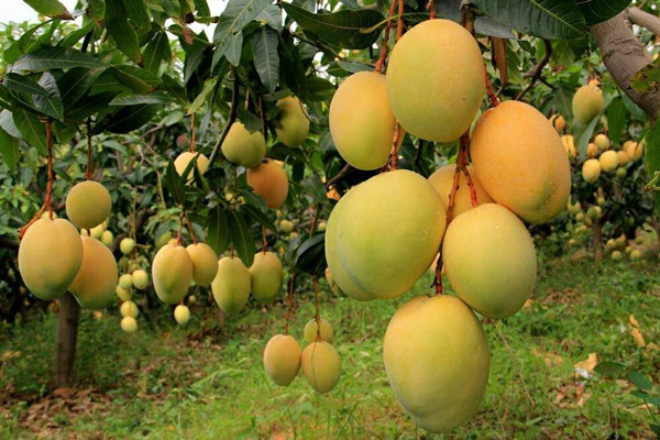 植物保护方法：芒果树科学的管理方法
