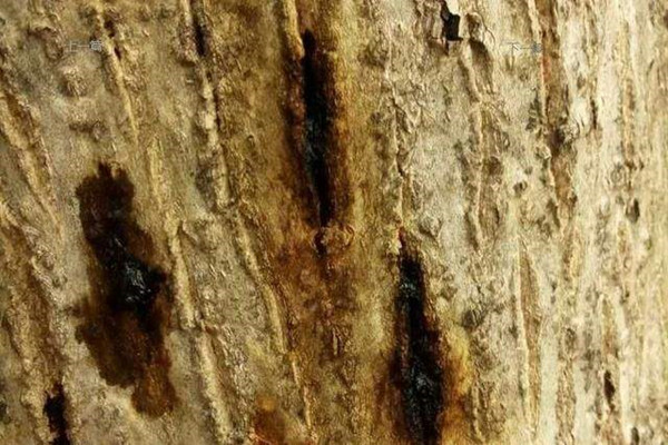 古树救治：树木枝干腐烂病的危害