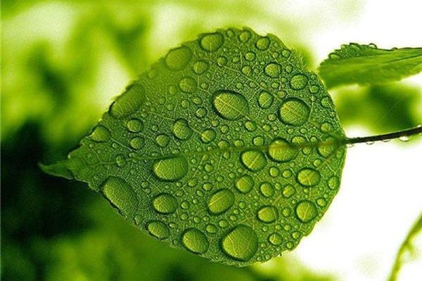植物保护措施:快要死了的植物如何抢救 植物保护措施:快要死了的植物如何抢救